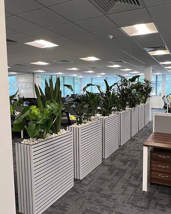Planted dividers between desks
